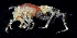  ( - BHAK-1652)  @11 [ ] CreativeCommons Attribution Non-Commercial No Derivatives (2021) Gustav Paulay Florida Museum of Natural History