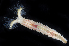  ( - BHAK-3376_2)  @11 [ ] CreativeCommons Attribution Non-Commercial No Derivatives (2019) Gustav Paulay Florida Museum of Natural History