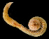  ( - BHAK2542_2)  @11 [ ] CreativeCommons Attribution Non-Commercial No Derivatives (2019) Gustav Paulay Florida Museum of Natural History