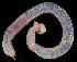  ( - BHAK273_2)  @11 [ ] CreativeCommons Attribution Non-Commercial No Derivatives (2019) Gustav Paulay Florida Museum of Natural History