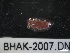  ( - BHAK-2007)  @11 [ ] CreativeCommons - Attribution No Derivatives (2017) Matt Lemay Hakai Institute