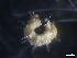  ( - BHAK-2433)  @11 [ ] CreativeCommons - Attribution No Derivatives (2017) Matt Lemay Hakai Institute