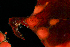  (Metandrocarpa - BHAK-13791)  @11 [ ] CreativeCommons Attribution Non-Commercial No Derivatives (2024) Matt Lemay Hakai Institute