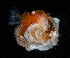  (Simplaria - BHAK-13821)  @11 [ ] CreativeCommons Attribution Non-Commercial No Derivatives (2024) Matt Lemay Hakai Institute