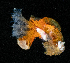  ( - BHAK-13821)  @11 [ ] CreativeCommons Attribution Non-Commercial No Derivatives (2024) Matt Lemay Hakai Institute