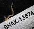  ( - BHAK-13874)  @11 [ ] CreativeCommons Attribution Non-Commercial No Derivatives (2024) Matt Lemay Hakai Institute