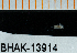  (Americhelidium rectipalmum - BHAK-13914)  @11 [ ] CreativeCommons Attribution Non-Commercial No Derivatives (2024) Matt Lemay Hakai Institute