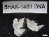  ( - BHAK-1461)  @11 [ ] CreativeCommons - Attribution No Derivatives (2019) Hakai Institute Hakai Institute