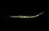  ( - BHAK-15670)  @11 [ ] CreativeCommons Attribution Non-Commercial No Derivatives (2024) Matt Lemay Hakai Institute