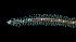  ( - BHAK-15939)  @11 [ ] CreativeCommons Attribution Non-Commercial No Derivatives (2024) Matt Lemay Hakai Institute