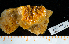  (Suberites montiniger - BHAK-16236)  @11 [ ] CreativeCommons Attribution Non-Commercial No Derivatives (2024) Matt Lemay Hakai Institute