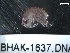 (Megamoera borealis - BHAK-1637)  @11 [ ] 
