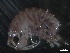  ( - BHAK-1637)  @11 [ ] 