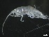  (Aoroides exilis - BHAK-1657)  @11 [ ] 