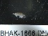  ( - BHAK-1666)  @11 [ ] 