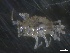  (Uromunna - BHAK-3425)  @11 [ ] 