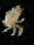  ( - BHAK-11846)  @11 [ ] CreativeCommons - Attribution No Derivatives (2019) Matt Whalen Hakai Institute