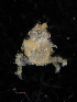  ( - BHAK-11846)  @11 [ ] CreativeCommons - Attribution No Derivatives (2019) Matt Whalen Hakai Institute