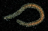  ( - BHAK-13621)  @11 [ ] CreativeCommons Attribution Non-Commercial No Derivatives (2024) Matt Lemay Hakai Institute