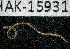  (Syllis hyperioni - BHAK-15931)  @11 [ ] CreativeCommons Attribution Non-Commercial No Derivatives (2024) Matt Lemay Hakai Institute