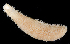  ( - BHAK3594)  @11 [ ] CreativeCommons Attribution Non-Commercial No Derivatives (2021) Gustav Paulay Florida Museum of Natural History