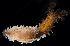  (Pseudocnus - BHAK-0071)  @11 [ ] CreativeCommons Attribution Non-Commercial No Derivatives (2021) Gustav Paulay Florida Museum of Natural History