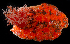  ( - BHAK2354_2)  @11 [ ] CreativeCommons Attribution Non-Commercial No Derivatives (2017) Gustav Paulay Florida Museum of Natural History