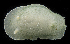  (Aldisa albomarginata - BHAK-08788)  @11 [ ] CreativeCommons Attribution Non-Commercial No Derivatives (2021) Gustav Paulay Florida Museum of Natural History