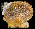  ( - BHAK0366_2)  @11 [ ] CreativeCommons Attribution Non-Commercial No Derivatives (2019) Gustav Paulay Florida Museum of Natural History