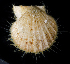  ( - BHAK0368_2)  @11 [ ] CreativeCommons Attribution Non-Commercial No Derivatives (2019) Gustav Paulay Florida Museum of Natural History