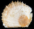  ( - BHAK1389_2)  @11 [ ] CreativeCommons Attribution Non-Commercial No Derivatives (2019) Gustav Paulay Florida Museum of Natural History