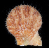  ( - BHAK2081_2)  @11 [ ] CreativeCommons Attribution Non-Commercial No Derivatives (2019) Gustav Paulay Florida Museum of Natural History