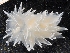  ( - BHAK-10380)  @11 [ ] CreativeCommons Attribution Non-Commercial No Derivatives (2018) Gustav Paulay Florida Museum of Natural History