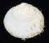  ( - BHAK-06752_2)  @11 [ ] CreativeCommons Attribution Non-Commercial No Derivatives (2019) Gustav Paulay Florida Museum of Natural History