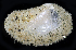  ( - BHAK-06655_2)  @11 [ ] CreativeCommons Attribution Non-Commercial No Derivatives (2019) Gustav Paulay Florida Museum of Natural History