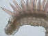  (Prionospio multibranchiata - BHAK-0799)  @11 [ ] CreativeCommons - Attribution No Derivatives (2017) Gustav Paulay Florida Museum of Natural History