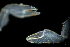  ( - ZHAK-02162)  @11 [ ] CreativeCommons Attribution Non-Commercial No Derivatives (2022) Matt Lemay Hakai Institute