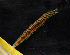  ( - BHAK-11882)  @11 [ ] CreativeCommons - Attribution Non-Commercial No Derivatives (2023) Matt Whalen Hakai Institute