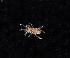  (Podocerus cristatus - BHAK-11930)  @11 [ ] CreativeCommons Attribution Non-Commercial No Derivatives (2019) Matt Whalen Hakai Institute