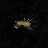  ( - BHAK-11944)  @11 [ ] CreativeCommons Attribution Non-Commercial No Derivatives (2019) Matt Whalen Hakai Institute