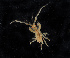  ( - BHAK-11931)  @11 [ ] CreativeCommons Attribution Non-Commercial No Derivatives (2019) Matt Whalen Hakai Institute