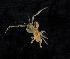  ( - BHAK-11931)  @11 [ ] CreativeCommons Attribution Non-Commercial No Derivatives (2019) Matt Whalen Hakai Institute