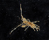  ( - BHAK-11931)  @11 [ ] CreativeCommons Attribution Non-Commercial No Derivatives (2019) Matt Whalen Hakai Institute