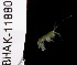 ( - BHAK-11880)  @11 [ ] CreativeCommons Attribution Non-Commercial No Derivatives (2019) Matt Whalen Hakai Institute
