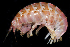  (Parallorchestes trispinosa - BHAK-0301)  @11 [ ] CreativeCommons Attribution Non-Commercial No Derivatives (2017) Gustav Paulay Florida Museum of Natural History