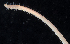  (Syllis stewarti - BHAK266)  @11 [ ] CreativeCommons - Attribution No Derivatives (2017) Gustav Paulay Florida Museum of Natural History