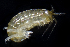  ( - BHAK-1166)  @11 [ ] CreativeCommons Attribution Non-Commercial No Derivatives (2017) Gustav Paulay Florida Museum of Natural History