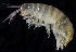  ( - BHAK1170)  @11 [ ] CreativeCommons - Attribution No Derivatives (2017) Gustav Paulay Florida Museum of Natural History