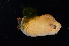  (Entodesma saxicola - BHAK1313)  @11 [ ] CreativeCommons - Attribution No Derivatives (2017) Gustav Paulay Florida Museum of Natural History