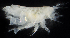  ( - BHAK1175)  @11 [ ] CreativeCommons - Attribution No Derivatives (2017) Gustav Paulay Florida Museum of Natural History